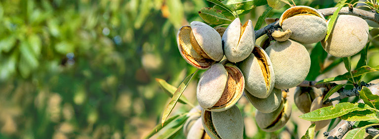 mature spanish almonds with opening hull on tree 