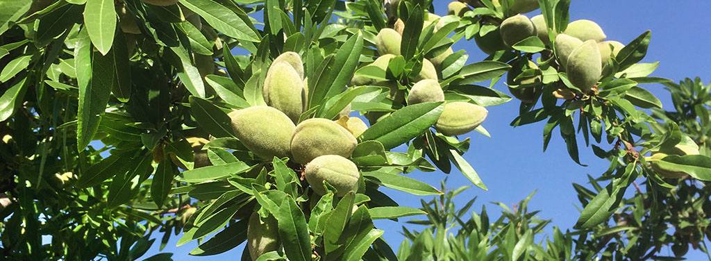 Almonds with hull on tree in Castilla-La Mancha Spain