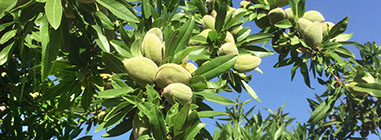 Almonds with hull on tree in Castilla-La Mancha Spaincolor