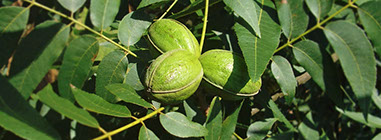 walnuts with husk on tree in Italy