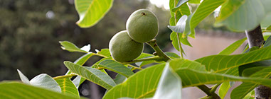 walnuts with husk on tree in Italy
