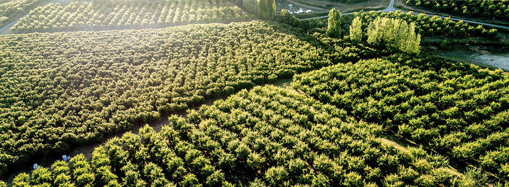 Hazelnut orchards in France