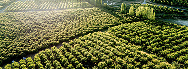 Hazelnut orchards in France