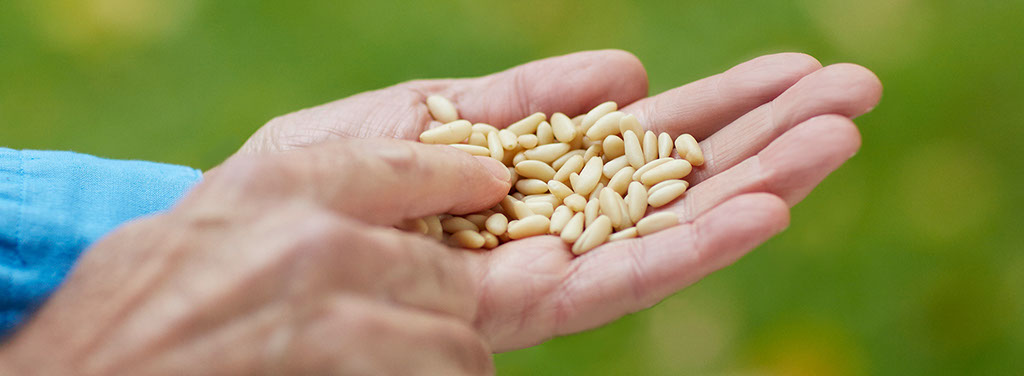 Italian pine nuts